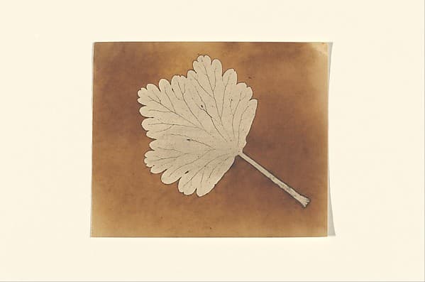 [Leaf], by William Henry Fox Talbot
