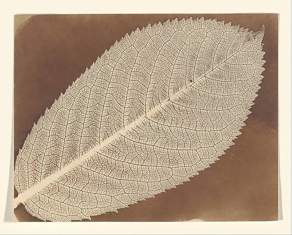 [Leaf], by William Henry Fox Talbot