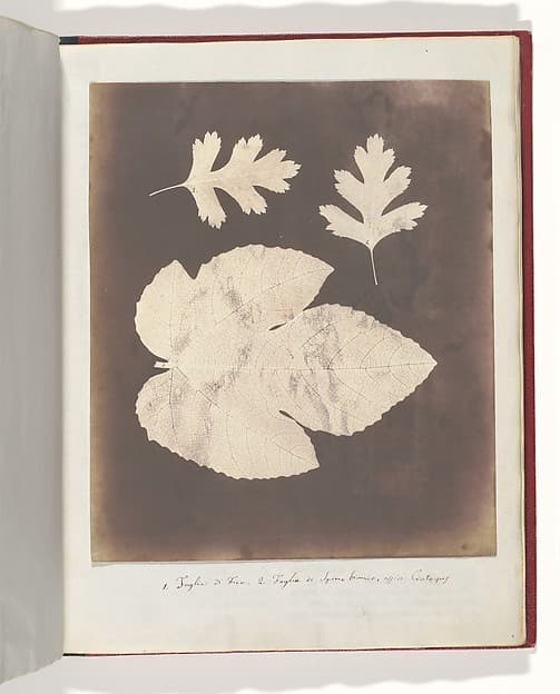 1. Foglia di Fico. 2. Foglia di Spino bianco, ossia Crataegus, by William Henry Fox Talbot