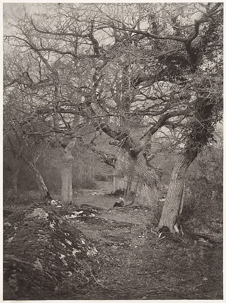Forêt de Fontainebleau, by William Harrison