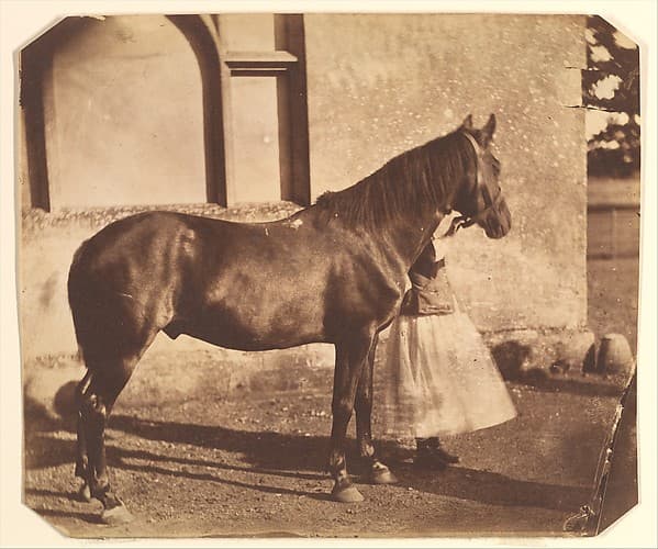 Sultan, by Nevil Story Maskelyne