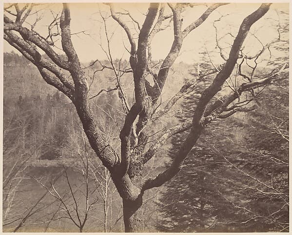 [Tree], by Horatio Ross