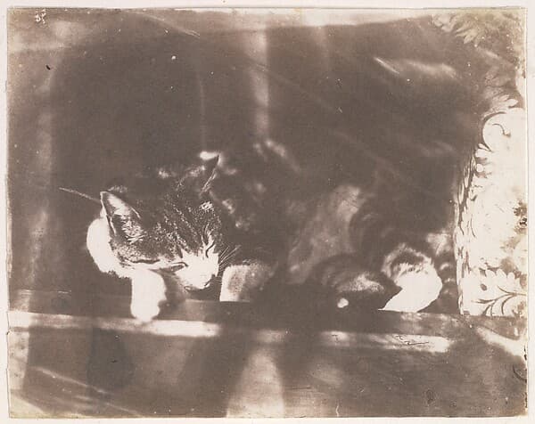 [Sleeping Cat], by Calvert Richard Jones