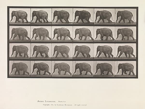 Animal Locomotion. An Electro-Photographic Investigation of Consecutive Phases of Animal Movements. Commenced 1872 - Completed 1885. Volume XI, Wild Animals and Birds, by Eadweard Muybridge