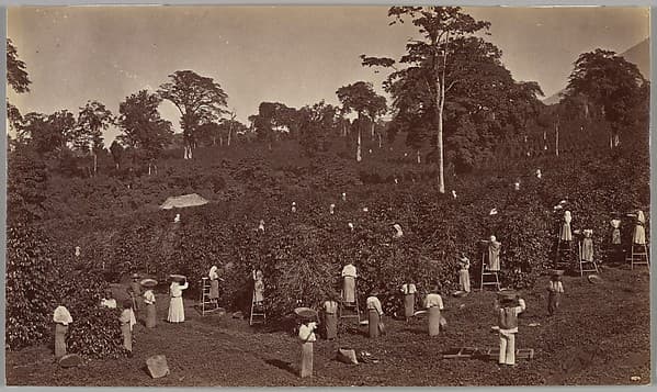 Coffee Harvesting, Las Nubes-Guatemala, by Eadweard Muybridge