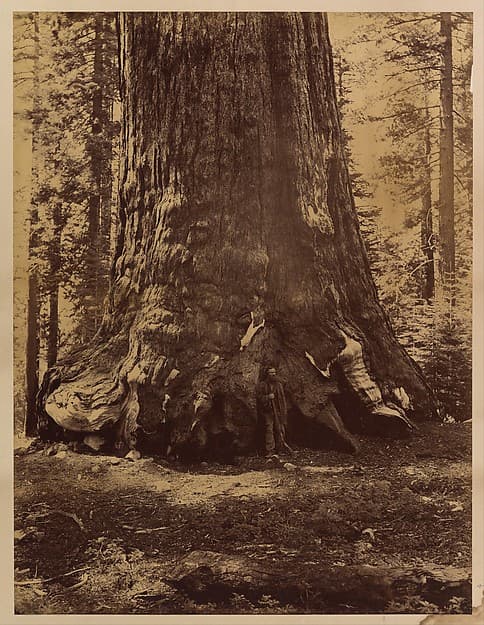 Section of the Grizzly Giant with Galen Clark, Mariposa Grove, Yosemite, by Carleton E. Watkins