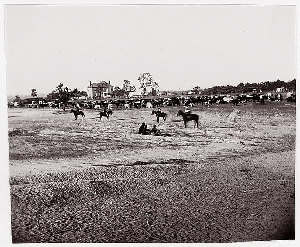 [Herd of Horses]. Brady album, p. 123, by Unknown