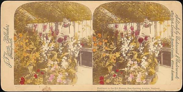[Pair of Stereograph Views of the Royal Botanic Gardens, Kew Gardens, London, England], by J. F. Jarvis