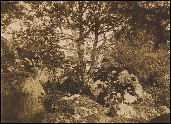 [Oak Tree and Rocks, Forest of Fontainebleau], by Gustave Le Gray