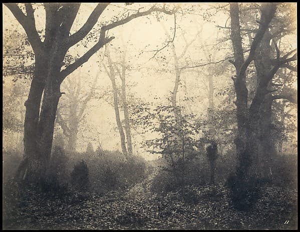 [Fontainebleau Forest], by Eugène Cuvelier