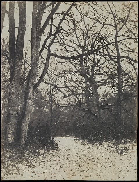 [Fontainebleau Forest], by Eugène Cuvelier