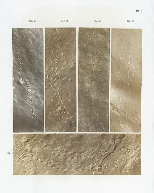 Ichnographs from the Sandstone of Connecticut River, by James Deane