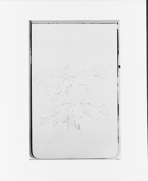 Tree (from Sketchbook), by Albert Bierstadt