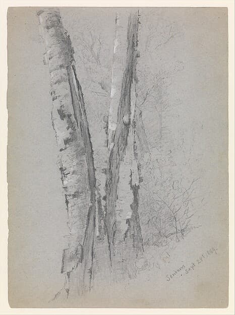 Study of Birch Trunks (Scribners'), by Jervis McEntee