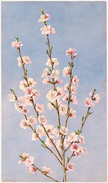 Peach Blossoms, by John William Hill