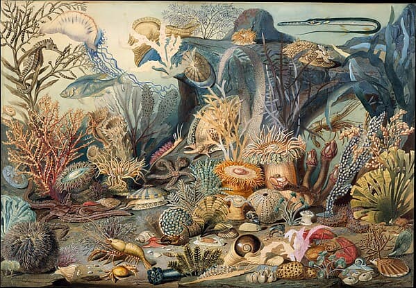 Ocean Life, by James M. Sommerville