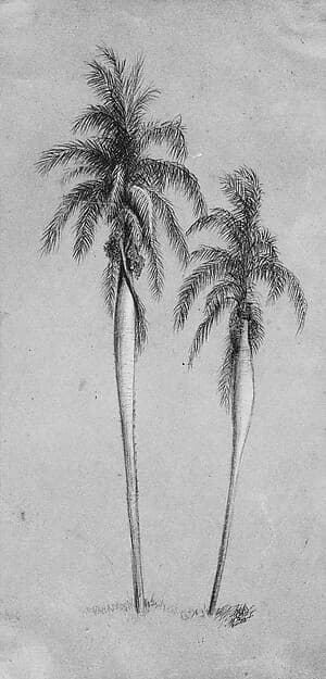Two Palm Trees, by Elihu Vedder