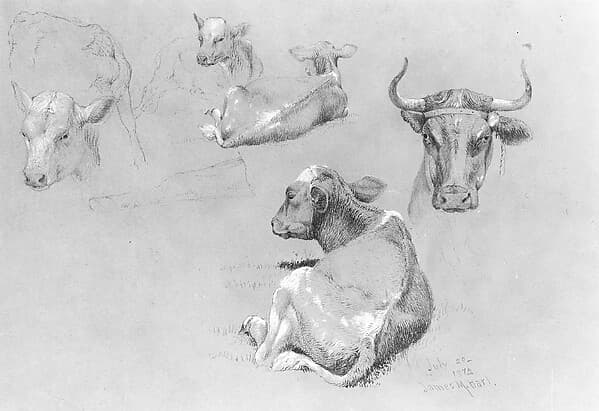Studies of Cows and Calves, by James M. Hart