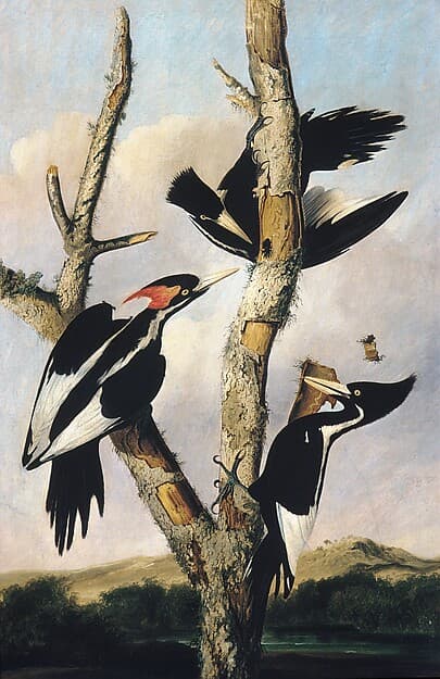Ivory-billed Woodpeckers, by Joseph Bartholomew Kidd