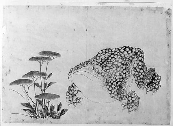 Toad and Flowers, by Hokusai School