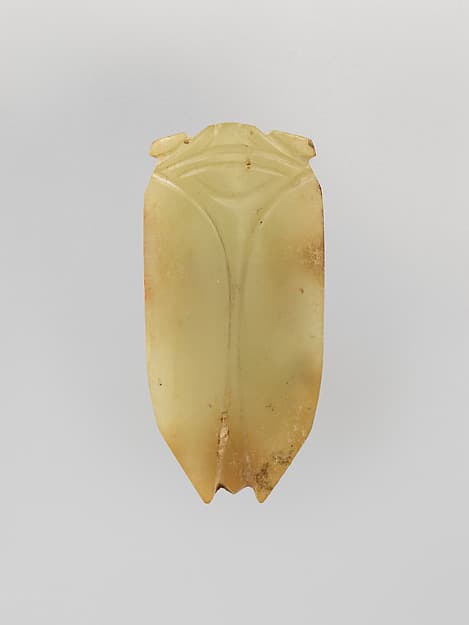 Cicada
