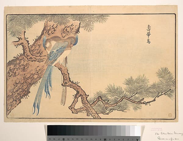Paradise Fly-catcher, by Kuwagata Keisai