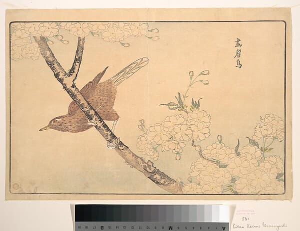 The Gray Thrush, by Kuwagata Keisai