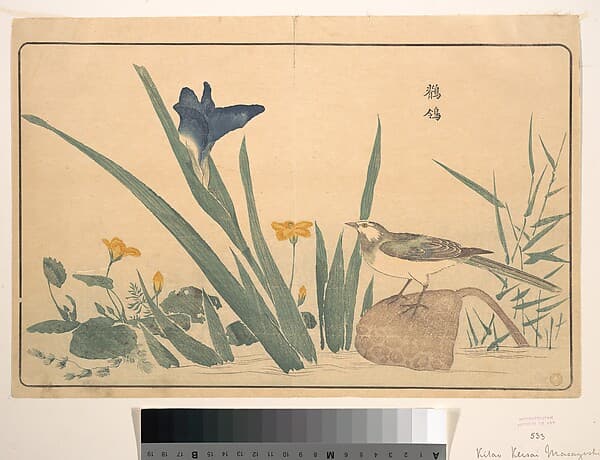 The Pied Wagtail, by Kuwagata Keisai