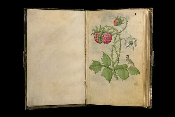 Book of Flower Studies, by Master of Claude de France