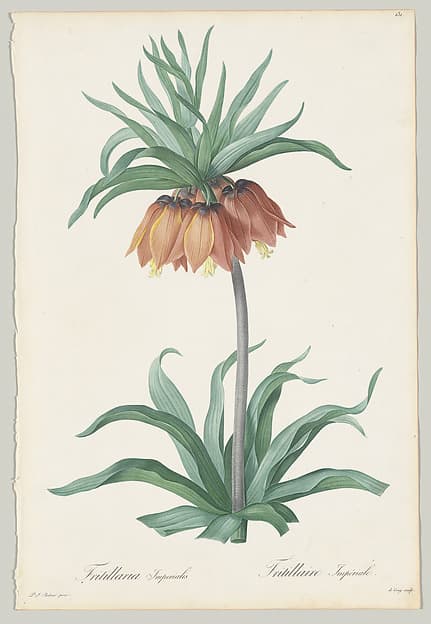 Plate 131, Fritillaria Imperialis, from "Les Liliacées", by Pierre Joseph Redouté