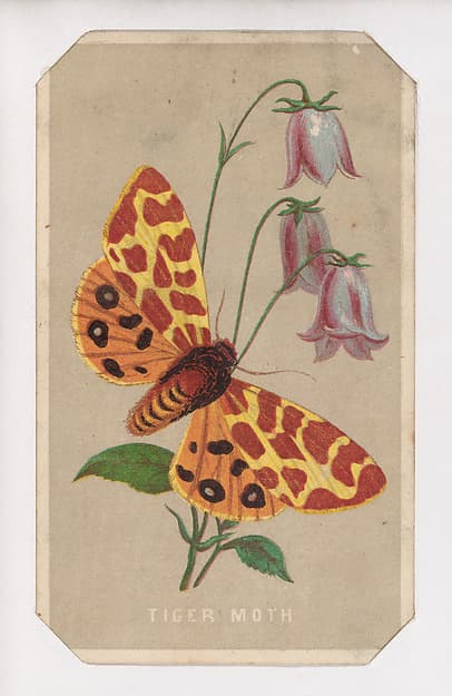 Tiger Moth card from the Butterflies and Moths of America series, by Louis Prang & Co.