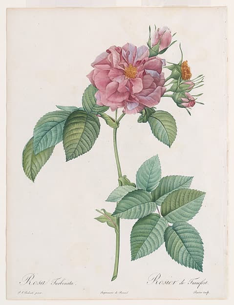 ‘Empress Josephine’ or Frankfort Rose (Rosa turbinata), from "Les Roses" by Claude-Antoine Thory, by Pierre Joseph Redouté