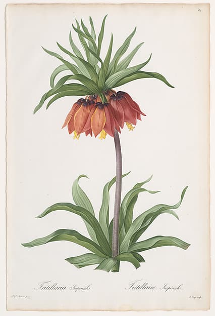 Crown Imperial (Fritillaria imperialis), from "Les Liliacées", by Pierre Joseph Redouté