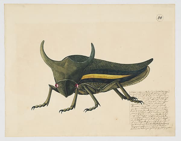 Fanciful depiction of a cicada, by Anonymous, German, 19th century