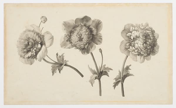 Three Peonies, by Anne Vallayer-Coster