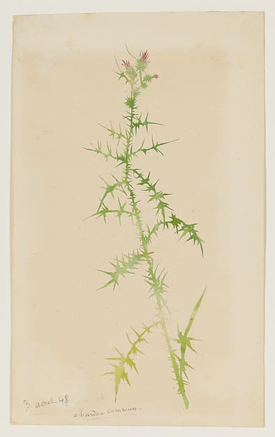 Common Thistle (Chardon Commun), by George Sand