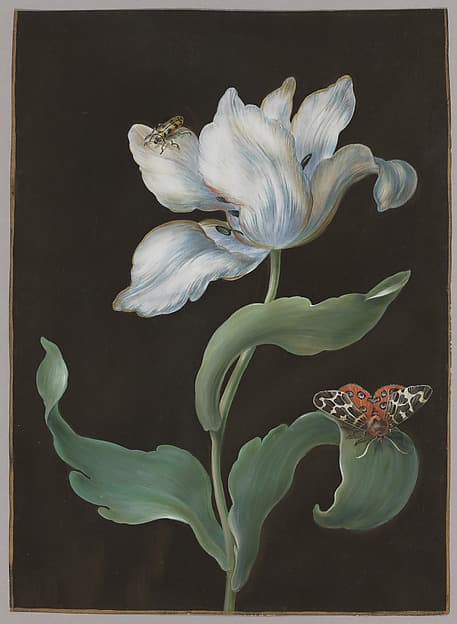 A tulip, a butterfly of the species Arctia caja (garden tiger moth), and a beetle (possibly a longhorn), by Barbara Regina Dietzsch