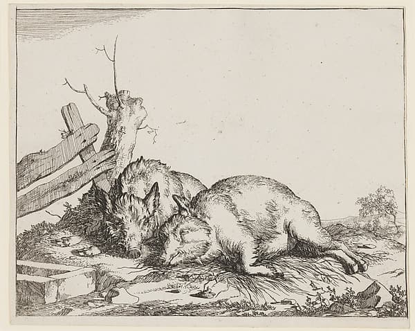 Two Sleeping Pigs, from "Various Animals", by Marcus de Bye