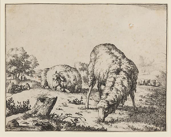Grazing Sheep, Seen from the Front, by Marcus de Bye