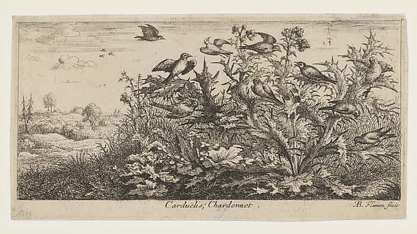 Carduëlis; Chardonnet, by Albert Flamen
