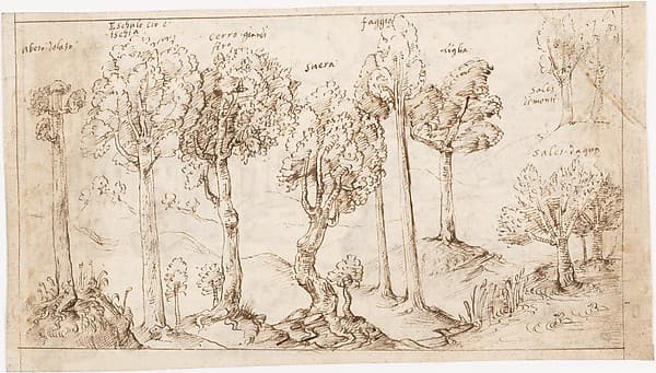 Recto: On Timber, the Species of Trees (Vitruvius, Book 2, Chapter 9, no. 4); Verso: On Timber, the Battle of Larignium (Vitruvius, Book 2, Chapter 9, no. 15).., by Sangallo family
