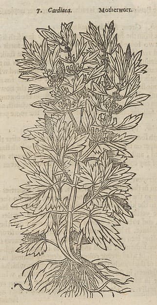 Theatrum Botanicum, the Theatre of Plants or An Universal and Compleat Herball., by John Parkinson