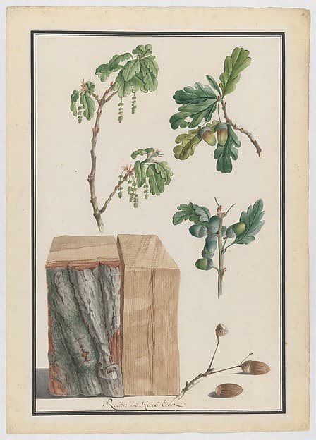 Studies of the blossoms, fruits and trunk of an English oak (Quercus robur), by Ludwig Pfleger