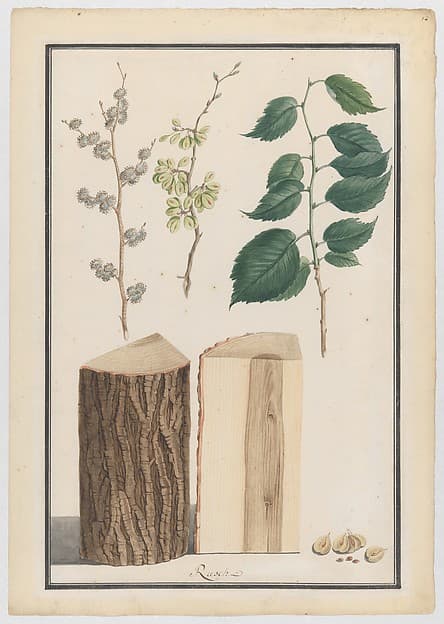 Studies of the leaves, blossoms, fruits and trunk of an English elm (Ulmus procera), by Ludwig Pfleger
