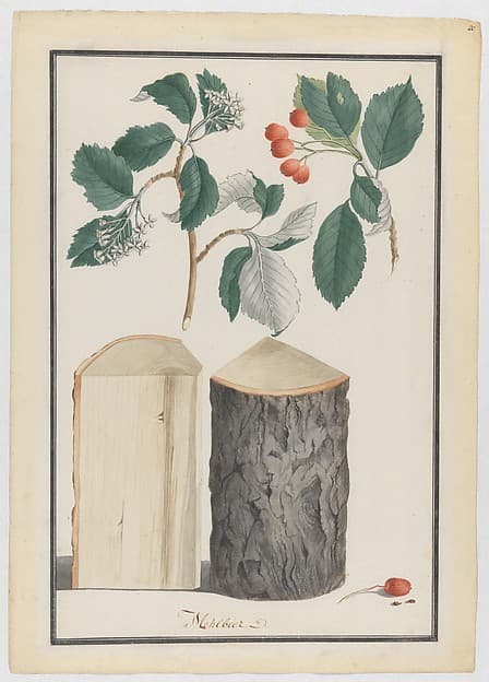 Studies of the leaves, blossoms, fruits and trunk of a whitebeam (Sorbus subgenus Aria), by Ludwig Pfleger