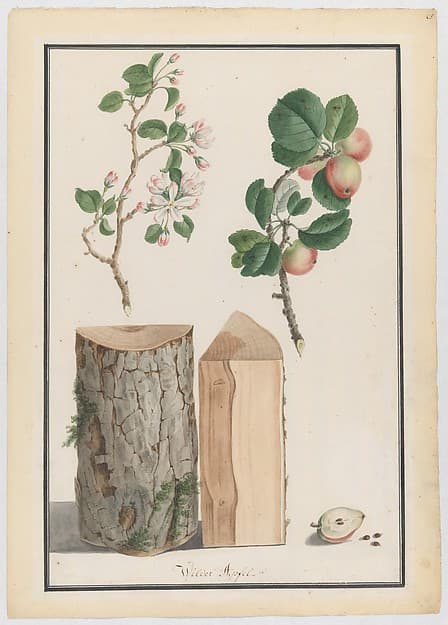 Studies of the trunk, blossoms and fruit of a wild apple tree (Malus sylvestris), by Ludwig Pfleger