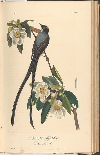 The Birds of America from Drawings Made in the United States, by John James Audubon