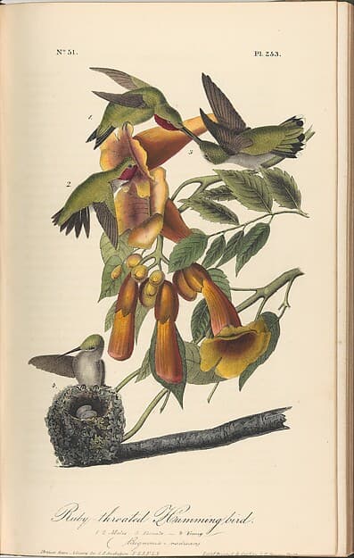 The Birds of America from Drawings Made in the United States, by John James Audubon
