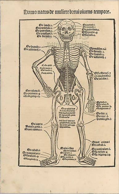 Ortus Sanitatis/ De herbis et plantis/ De Animalibus & reptilibus ..., by Johann Prüss the Elder