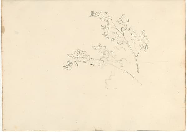 Tree branches (Smaller Italian sketchbook, leaf 30 recto), by Joseph Wright (Wright of Derby)